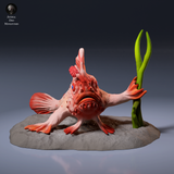 Anml-260906 Red Handfish（レッドハンドフィッシュ）