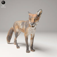 Anml-240907 Red fox