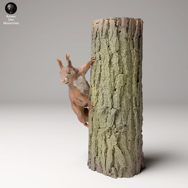 Anml-240913 Red squirrel tree