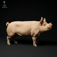 Anml-ks0110 Berkshire Boar