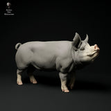 Anml-ks0110 Berkshire Boar