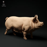 Anml-ks0112 Berkshire Pig