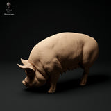 Anml-ks0113 Berkshire Pig Grazing