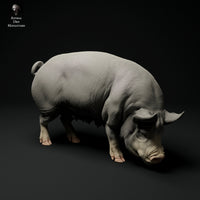 Anml-ks0113 Berkshire Pig Grazing