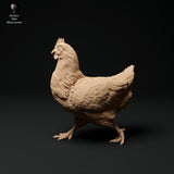 Anml-ks0117 chickens