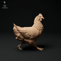 Anml-ks0117 chickens