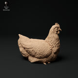 Anml-ks0117 chickens