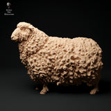 Anml-ks0124 Devon and cornwall longwool sheep