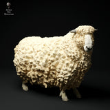 Anml-ks0125 Devon and Cornwall Longwool Sheep 2