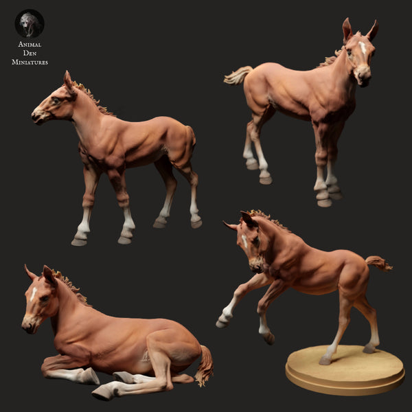 Anml-ks0138 Suffolk Punch Horse foal pack