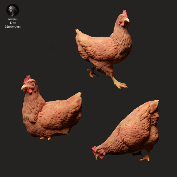 Anml-ks0117 chickens