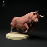 Anml-ks0129 Red Devon Bull Charging