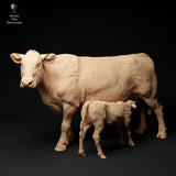 Anml-ks0133 Red Devon Cow Feeding Calf