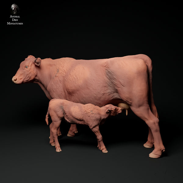 Anml-ks0133 Red Devon Cow Feeding Calf