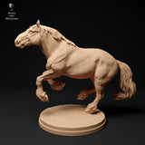 Anml-ks0140 Suffolk Punch Horse running