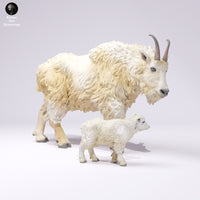 Anml-250108 rocky mountain goat female and kid(マウンテンゴート）