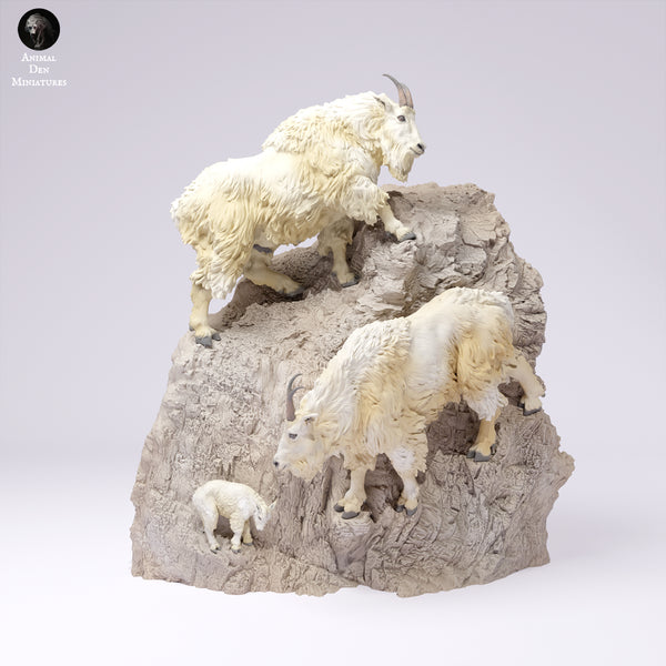 Anml-250110 rocky mountain goats cliff(マウンテンゴート）