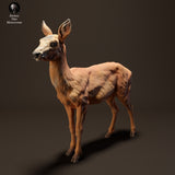 Anml-231013 Roe Deer Doe