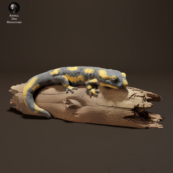 Anml-231015 Salamander on Branch