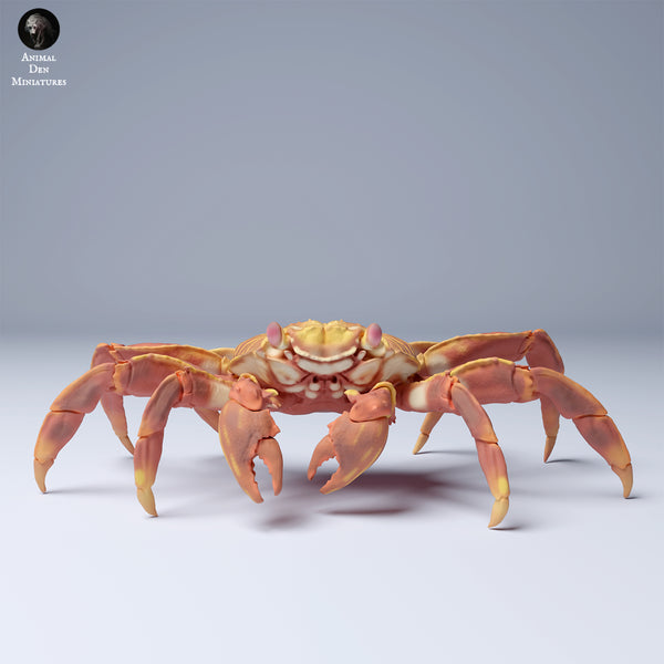 Anml-240811 sally lightfoot crab (ガラパゴスベニイワガニ)