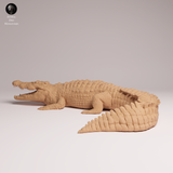 Anml-260504 Saltwater Crocodile（イリエワニ）