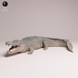 Anml-260504 Saltwater Crocodile（イリエワニ）