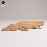 Anml-260505 Saltwater Crocodile Lying
