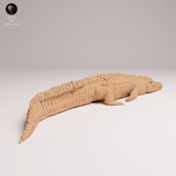Anml-260505 Saltwater Crocodile Lying