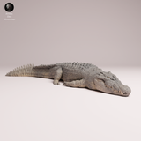 Anml-260505 Saltwater Crocodile Lying