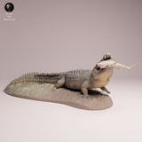 Anml-260506 Saltwater Crocodile prey