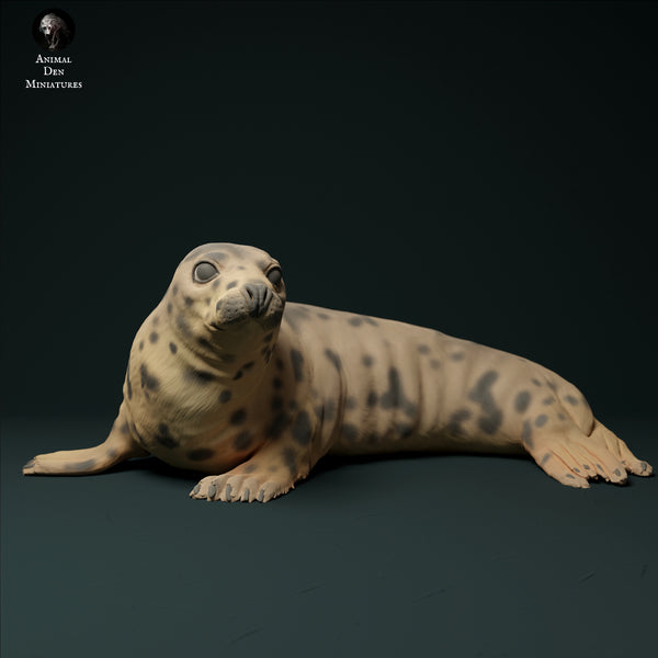 Anml-231201 gray seal female