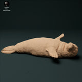 Anml-231204 gray seal pup