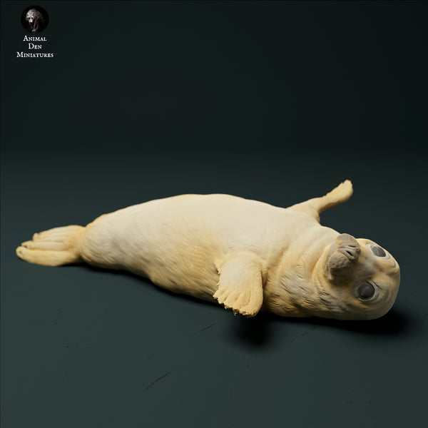 Anml-231204 gray seal pup