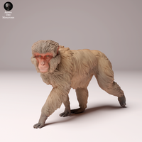 Anml-241001 japanese macaque ニホンザル