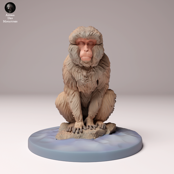 Anml-241006 japanese macaque sit ニホンザル