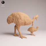 Anml-260510 Southern Cassowary with chick（ヒクイドリ）