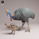 Anml-260510 Southern Cassowary with chick（ヒクイドリ）