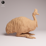 Anml-260509 Southern Cassowary Lying（ヒクイドリ）