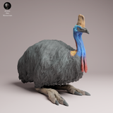 Anml-260509 Southern Cassowary Lying（ヒクイドリ）