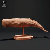 Anml-230706 sperm whale  swim