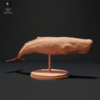 Anml-230706 sperm whale  swim