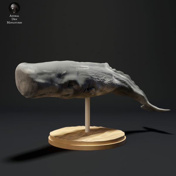 Anml-230706 sperm whale  swim