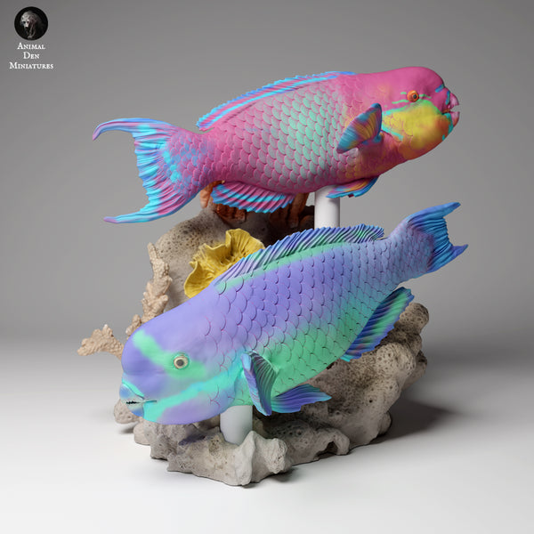 Anml-240507 steephead parrotfish(ナンヨウブダイ)