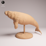 Anml-260405 Steller's sea cow（ ステラーカイギュウ）