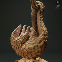 Anml-230511 Sunda Pangolin Hanging