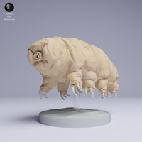 Anml-250507 tardigrade（クマムシ）
