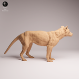 Anml-260407 Thylacine（ フクロオオカミ）