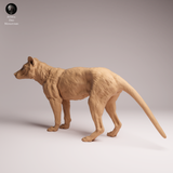 Anml-260407 Thylacine（ フクロオオカミ）