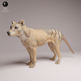 Anml-260407 Thylacine（ フクロオオカミ）