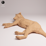Anml-260409 Thylacine lying（フクロオオカミ）